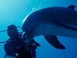 Diving with dolfins