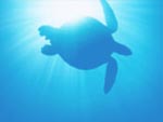 turtle underwater